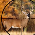 Best Riflescopes for Deer Hunting