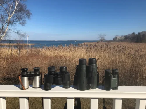 How to Choose Binoculars for Bird Watching