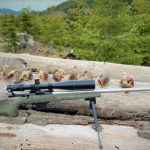 Best Varmint Scope for 22-250