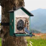 best bird feeder with camera