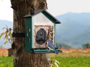 best bird feeder with camera